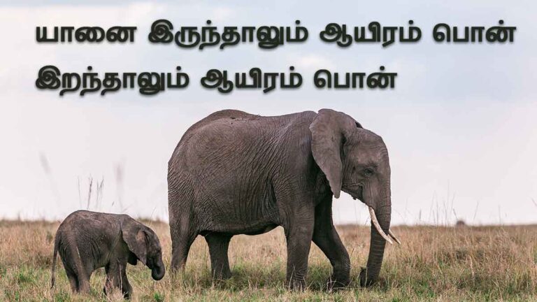 an essay about elephant in tamil